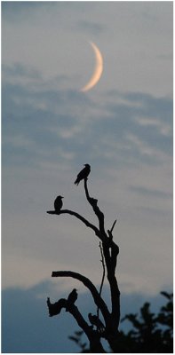 Roost  & Moon