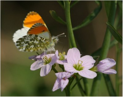 Orange Tip & Cuckooflower