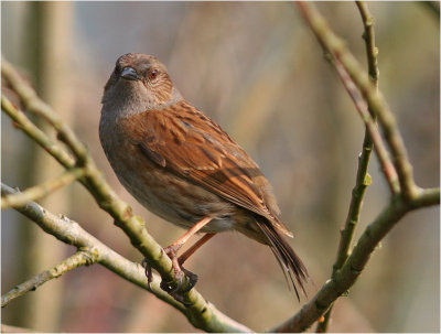 Dunnock