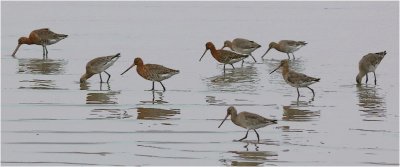 Godwits