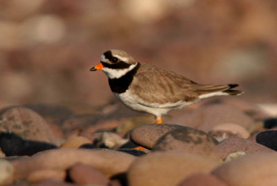 Ringed Plover