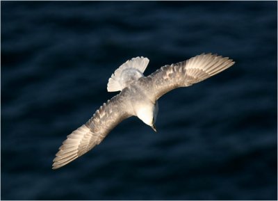 Fulmar