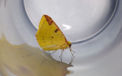 Moth in a Glass