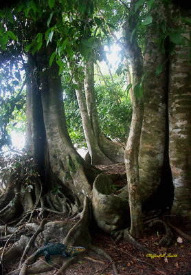 Iguana (lower left)