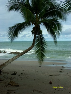 Leaning Palm