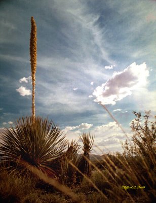 Yucca & Desert Sky