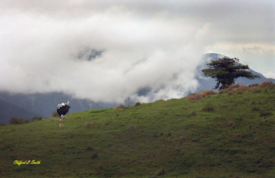 Cow & Cloud