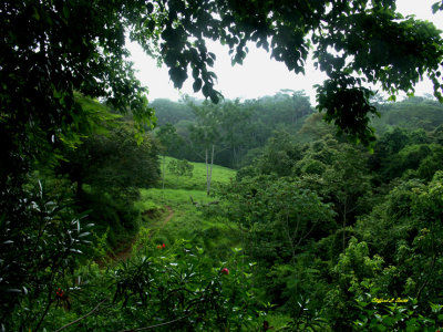Pasture and New-Growth Forest