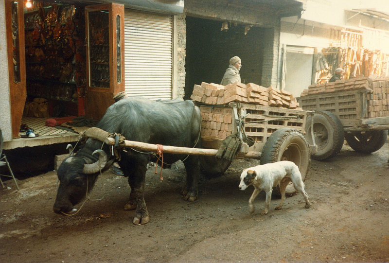 Buffolo brick cart and dog