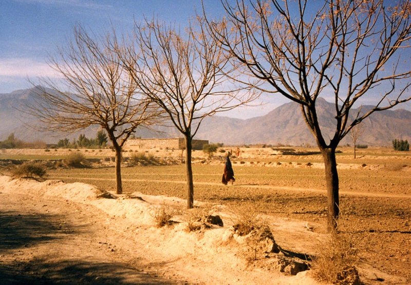 Three trees and a female pedestrian-FATA