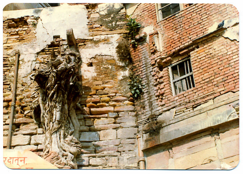 Varanasi- Wall & Roots