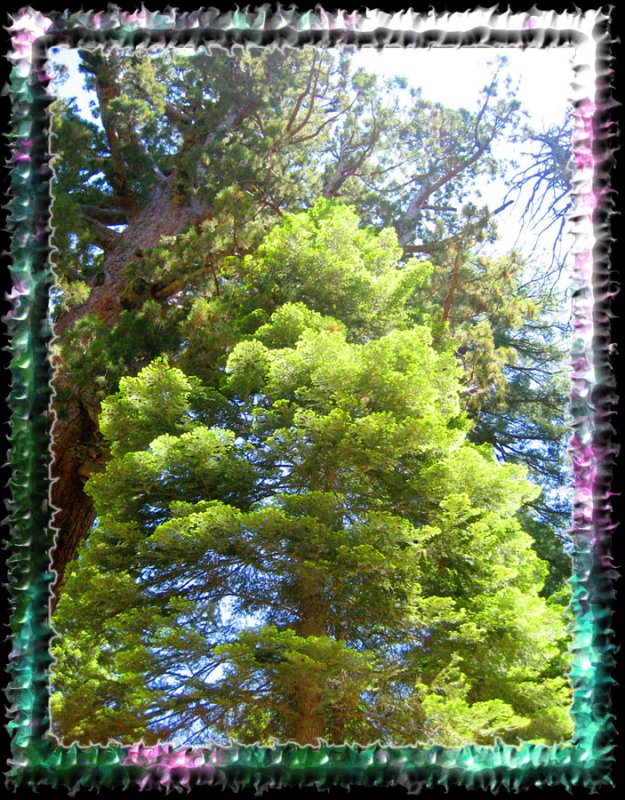 Sequia Tree Tops