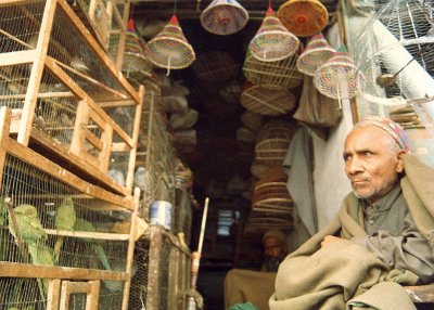 Bird seller, Peshawar, Pakistan