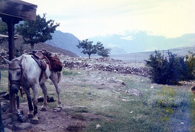 Talachi guest house (frontyard)