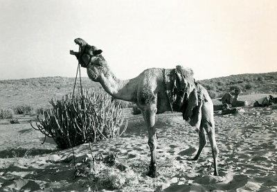 Camel singing in desert