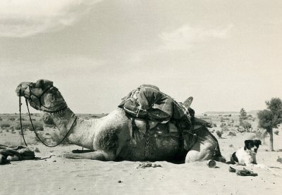 Camel & dog