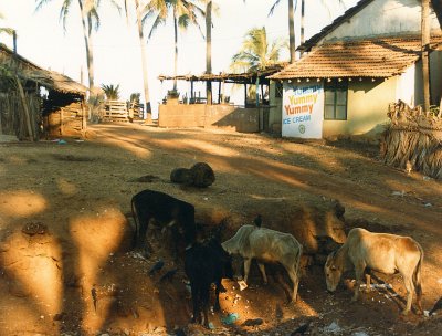 Cows with restaurant behind