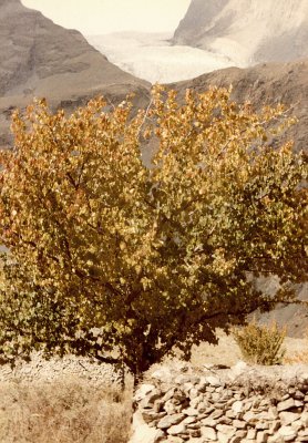 Tree and glacier