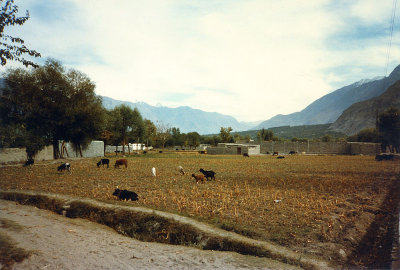 Gilgit-fields