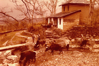 Kangra Valley - near Dharamsala