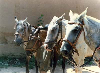 Horse Holiday in Pakistan