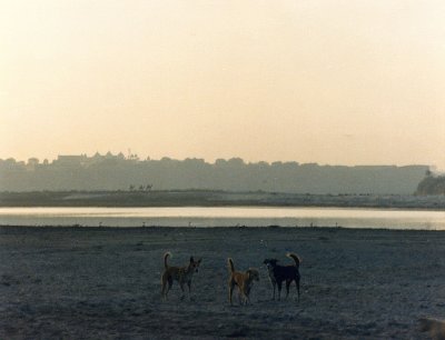 Three dogs and Agra Fort