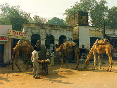 Camel Parking