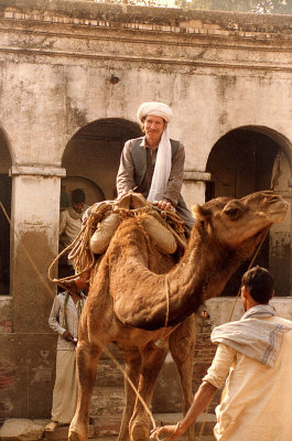 Peshawari tourist on a camel