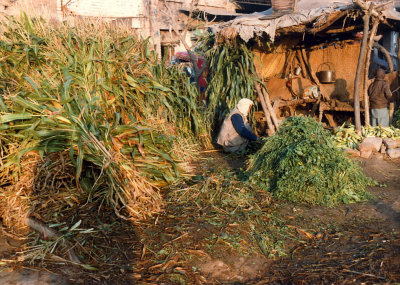 Corn stalks