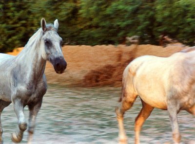 Horses running free