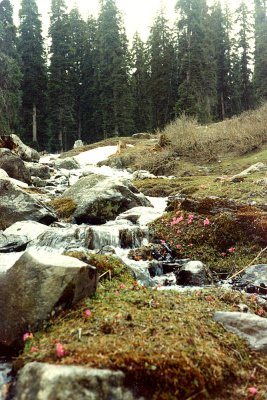 Stream in Gulmarg Meadows