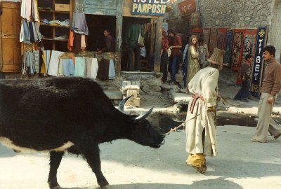 Walking the yak