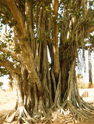 Banyan roots