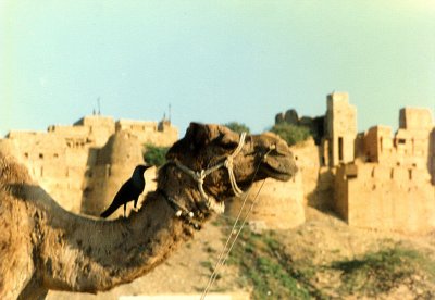 Camel and bird