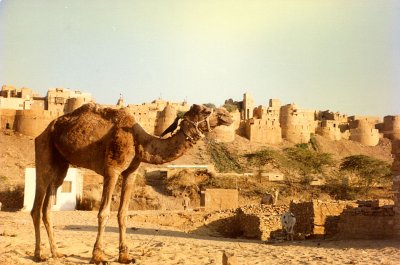 Camel and walls