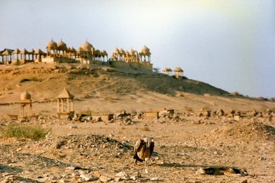 Vulture and ruins