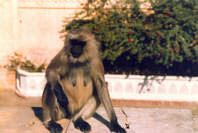 Amber Palace-monkey