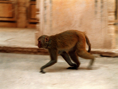 Amber Palace-monkey