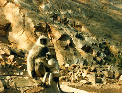 Amber Palace-Langour monkeys