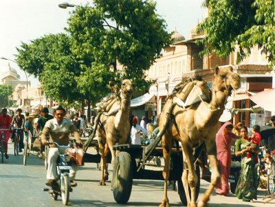 Camel traffic