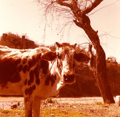 Cow with hillside temple and ruins in background