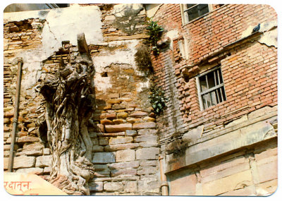 Varanasi- Wall & Roots