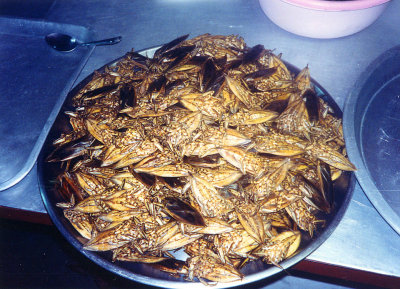Roasted Beetles