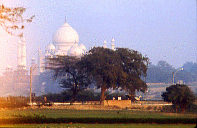 Taj and trees