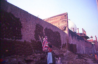 Side of Taj-cow patties on the wall