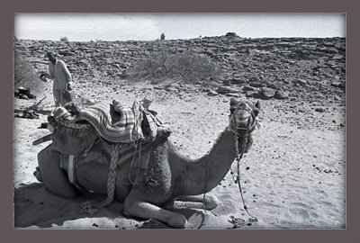 1Jaisalmer-camel-desert1.jpg