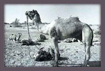 Camels on Thar Desert 
