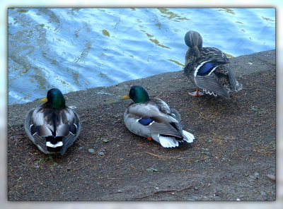 Ducks by Lake