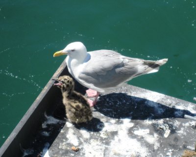 Is this a Seagull Baby ?