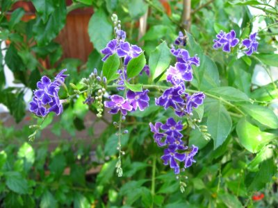 IMG_1260.JPG